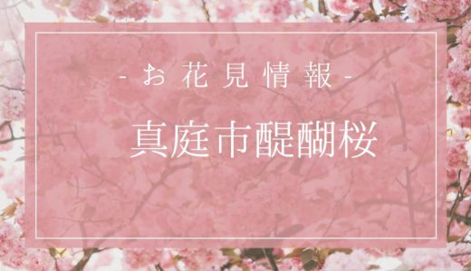 岡山醍醐桜の開花時期は3月27日？由来や駐車場情報もまとめるよ！
